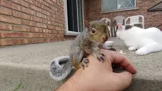 Baby Squirrel sitting on my hand