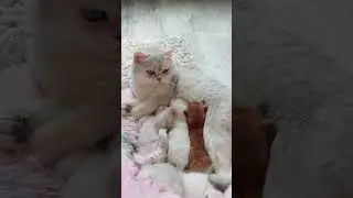 Котенок задирает кошку и других котят!
