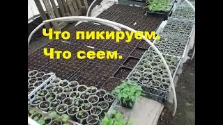26-27 марта. Продолжаем работать в теплице.