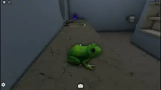 get eaten by a frog girl | Showcase roblox vore game