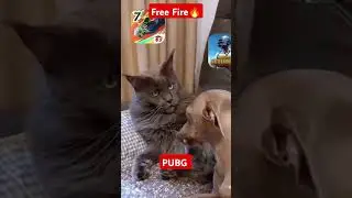 фф или пабг? #freefire #pubgshorts #shorts #ff