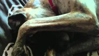 Great Dane a bit camera shy