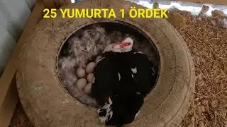 AMERİKAN ÖRDEĞİNİN ALTINDA 2 DÜZİNE YUMURTA!(BUKADARIDA FAZLA ARTIK)
