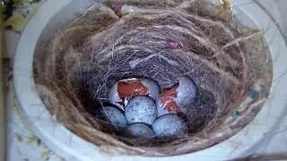 Canary Breeding Problems and Solutions that will help us. (the main ones)