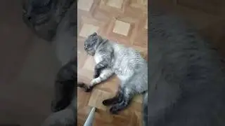шотландец на чиле🐱 кот Марс. Рыбалка охота ягдтерьер🦡
