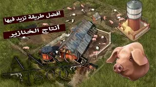 انو 1800 / أفضل طريقة تزيد فيها أنتاج الخنازير في اللعبة / Anno 1800