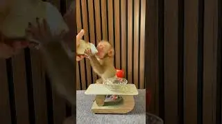 Baby monkey eats rice and drinks milk 🤤 #shorts