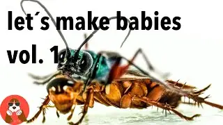 jewel wasp zombifies cockroach | Vol. 1 | 4K