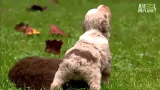 Какие милые щеночки