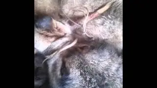Поймали волка живым