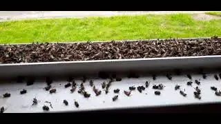 Pest control guy kills a honeybee colony
