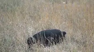 Счастливая собака. Ротвейлер.Лучшая осенняя прогулка
