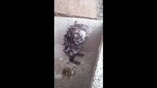 Hewan lucu ... lihat tikus ini pakai sabun