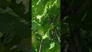 Черешня. Красивое плодородное дерево в июне.
