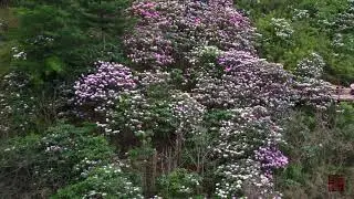 秦岭深处木王山的杜鹃花季||  4KVideo