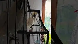 Танцующий попугай.