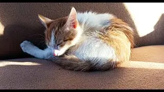 Котенок лесной