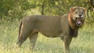 Big Male Lion and Lions feeding with Cubs!
