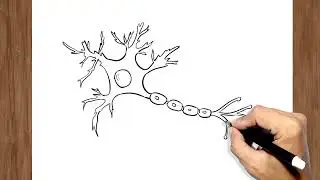 How to Draw Nerve Cell