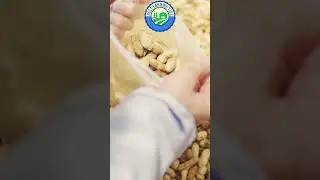 🥜Sharpen your brains & fight heart diseases by eating nuts