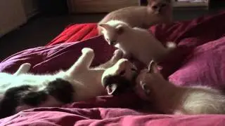 Luna, Lilly, Hafrane et Vachette - Sur le lit !