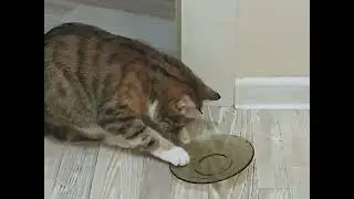Кошка Маруся играет на тарелке! Поужинав - устроила дискотеку ) #cat #кошки #диджей #патимейкер