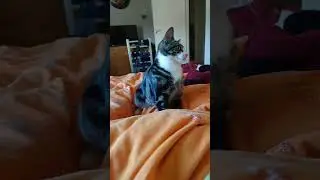 No time for pets. Only fetch. Wait why is my cat playing fetch? #cat