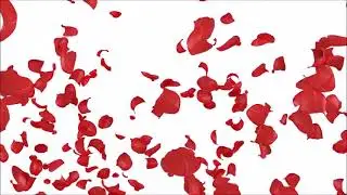 Majda Arh  - Ne joči za njim, srce