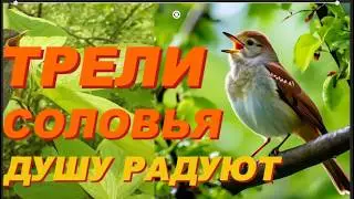 Волшебное  Пение Соловьев в Красивом Саду Подарит Вам Радость.ASMR