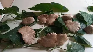 como fazer, cará -borboleta, cará - moela ou cará - do ar!!!!!