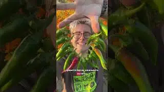Дозаривание перца