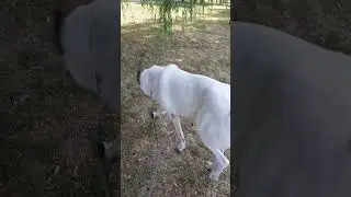 Алабай Булат не купается