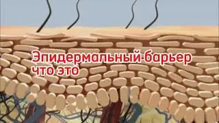Кожа. Эпидермальный барьер - как работает.