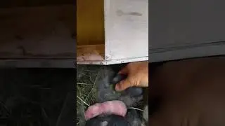 крольчатам 2 сутки | жизнь в деревне