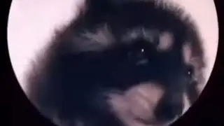 Енот Педро мем