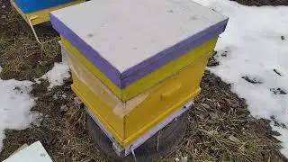 Масштабный эксперимент Зимовка под пленкой в дереве часть 4
