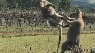 Two kangaroos caught on video boxing between grapevines at a Queensland winery