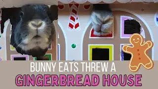 Bunny Eating a Gingerbread house! BUNstruction!!
