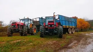 Listopadowe koszenie kukurydzy na kiszonkę, mokry siew oraz orka. Ursus 1614 Massey ferguson Mengele