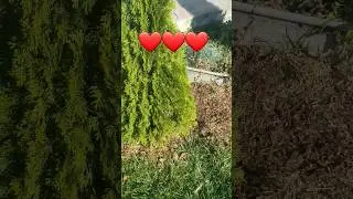 Прекрасного Вам Настроения ❤
