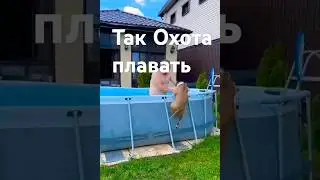 #умора#забавный пёсик #позитив