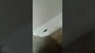 Котейка Луна под коробкой