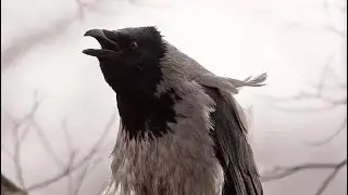 Ворона  здесь отстрел Кроухантинг. Crow Hunting 2024.#2