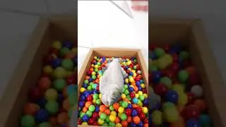 Put Fish to Jail