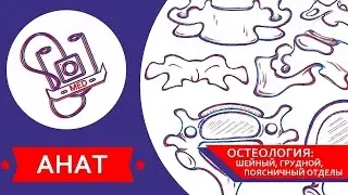 MED || Анат/Остеология №2 || Шейный, грудной, поясничный отделы