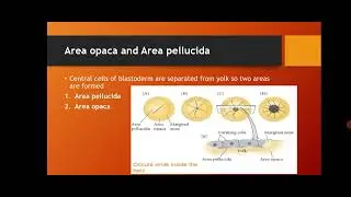 Chick Development | Blastula | Blastocoel formation