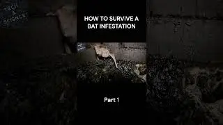 HOW TO SURVIVE A BAT INFESTATION Part 1 #ytshorts #shortvideo #techandscience #shorts