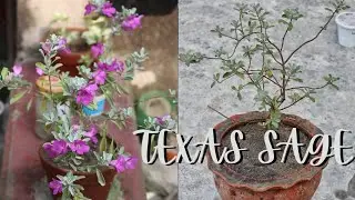 Repotting season: 1- Texas Sage Plant Repotting in a Larger Pot after 1.5 years.