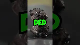 LEGO ZOO…but every animal is ded? 💀