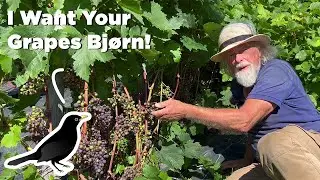 Protecting Our Grapes With Bird Netting - Vineyard Life